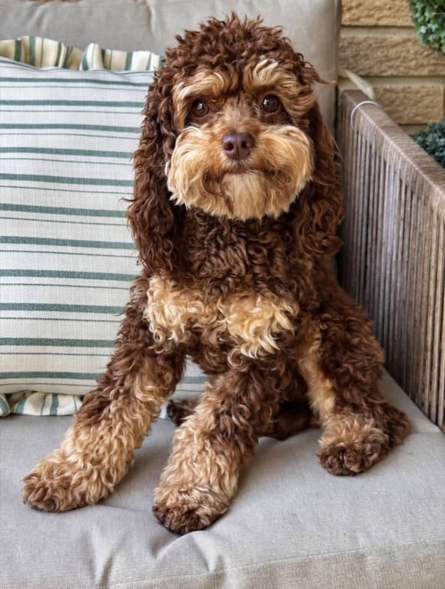 Sadie x Hershey sire