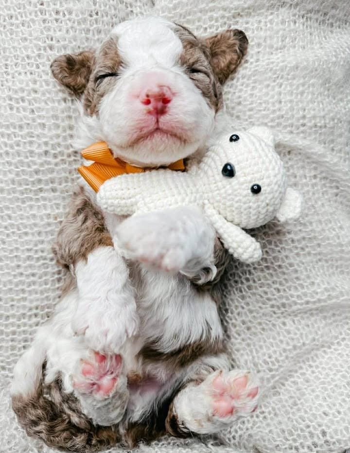 About the breed puppy 1