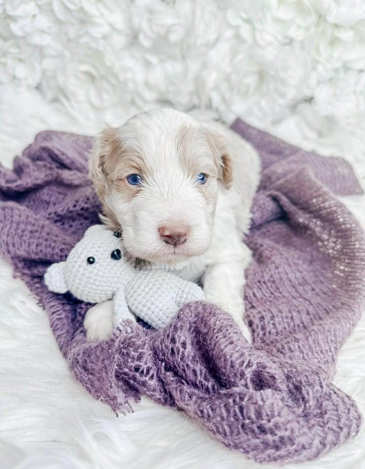 About the breed puppy 2