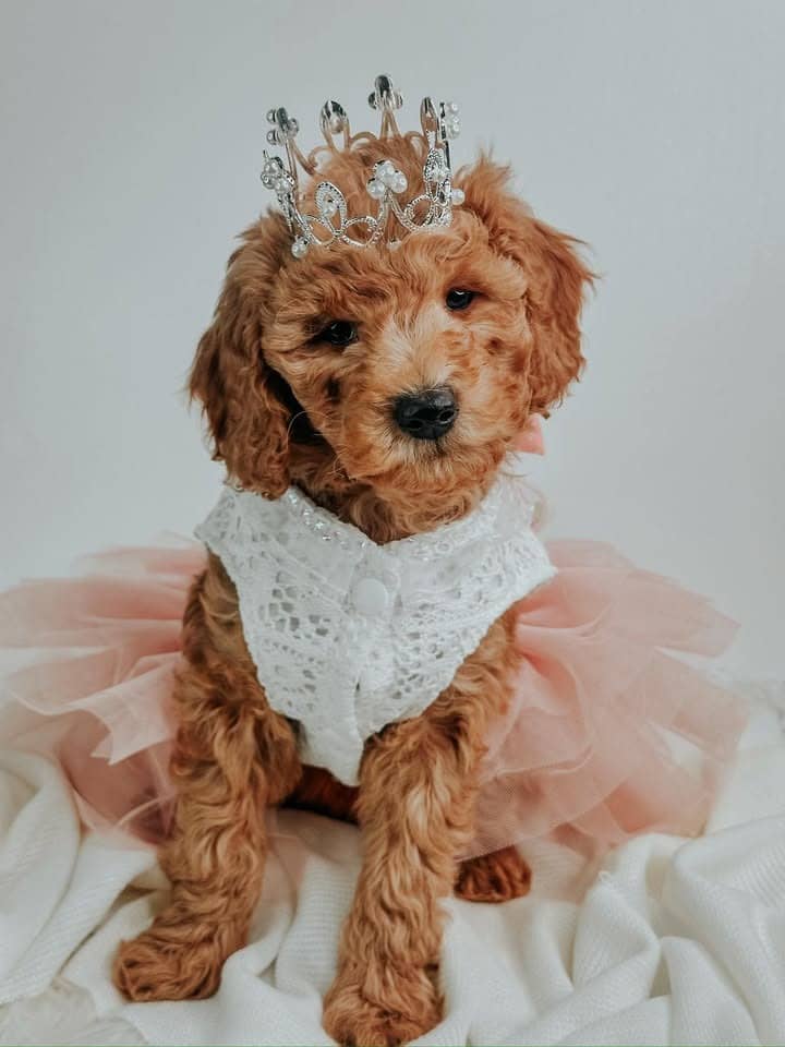 About the breed puppy 4