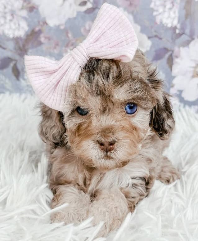 Adorable doodle puppy with a big pink bow