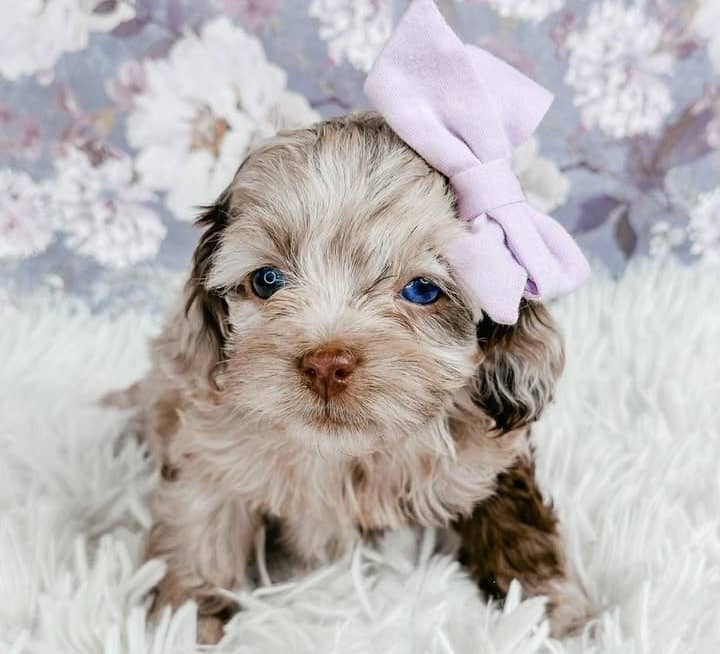 Adorable puppy with a pink bow