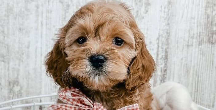Adorable doodle puppy with a red and white checkered bow