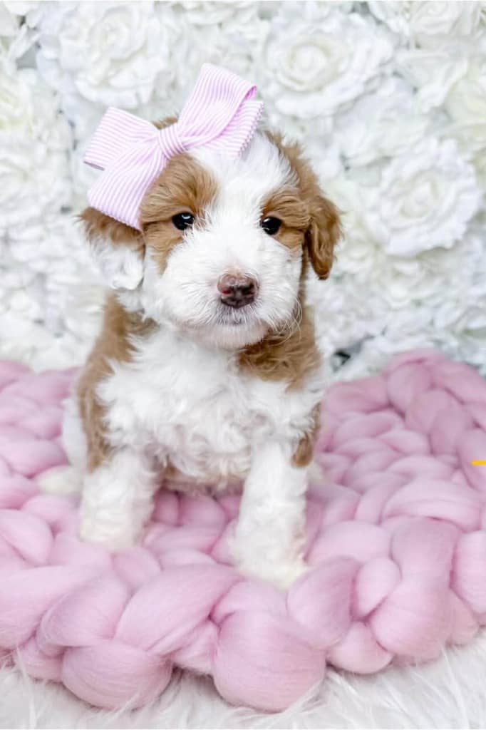 Cute doodle puppy with pink bow