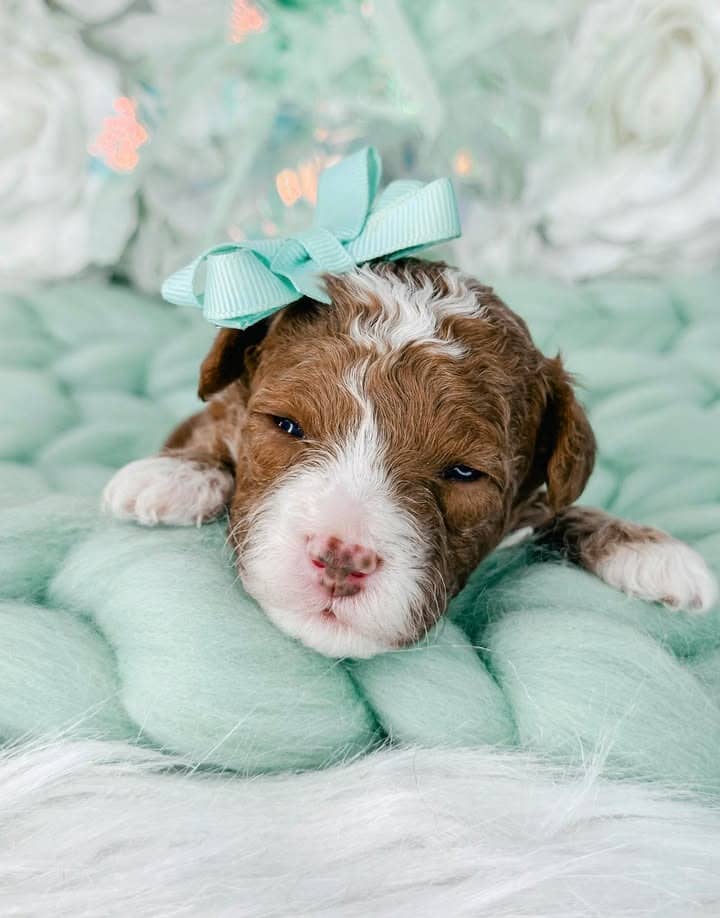 Sleeping doodle puppy with teal bow