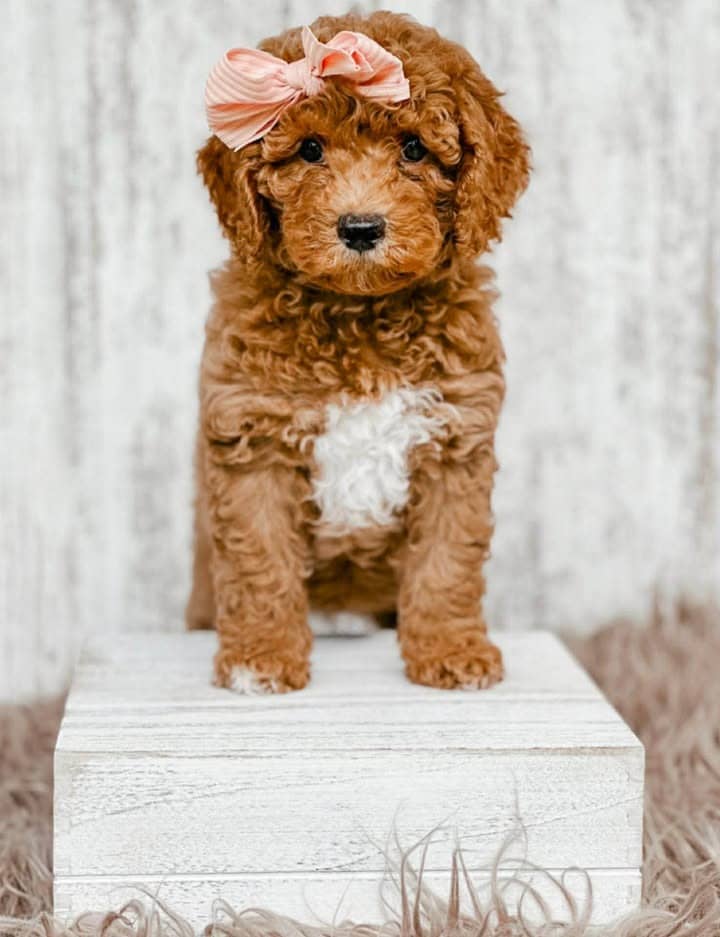 Sitting doodle puppy with peach bow
