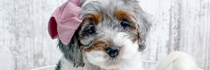 Adorable doodle puppy with pink bow — Danie's Darling Doodles FAQ