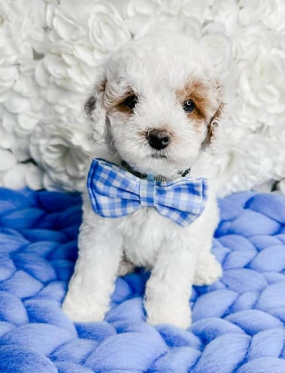 Guardian Home Doodle Puppy wearing a blue bowtie