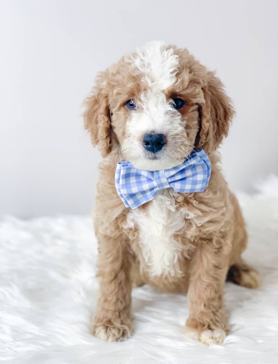 Puppy Application