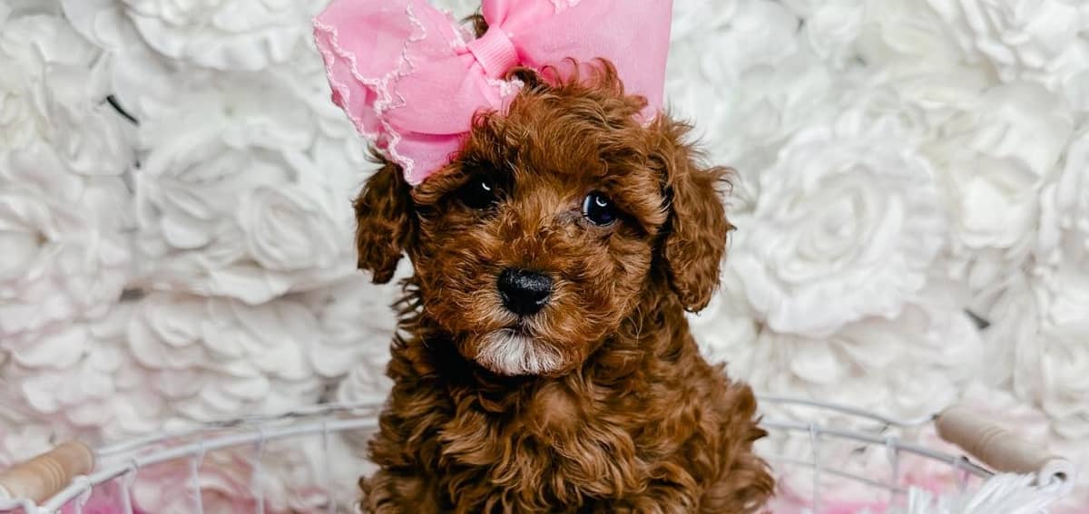 Adorable doodle puppy with pink bow