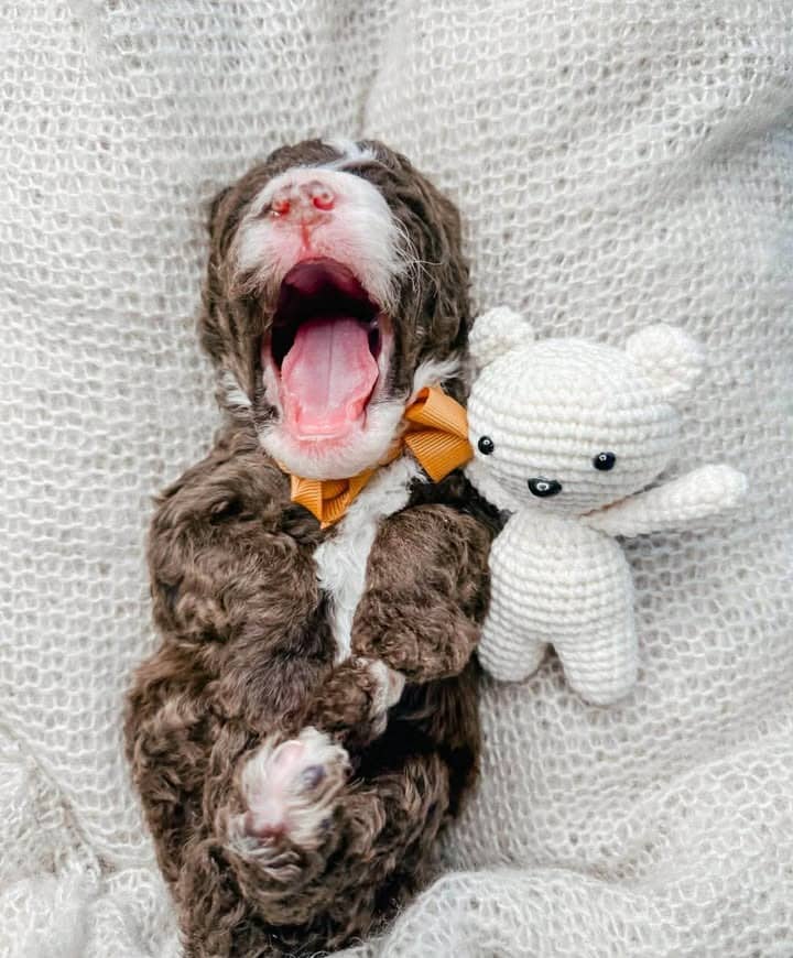 Adorable yawning doodle puppy with a white teddy bear