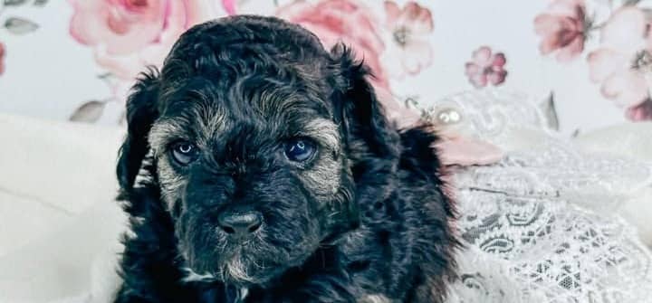 Adorable black puppy with blue eyes on a floral background