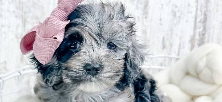 Silver fluffy puppy sitting in a white wire basket with a pink bow
