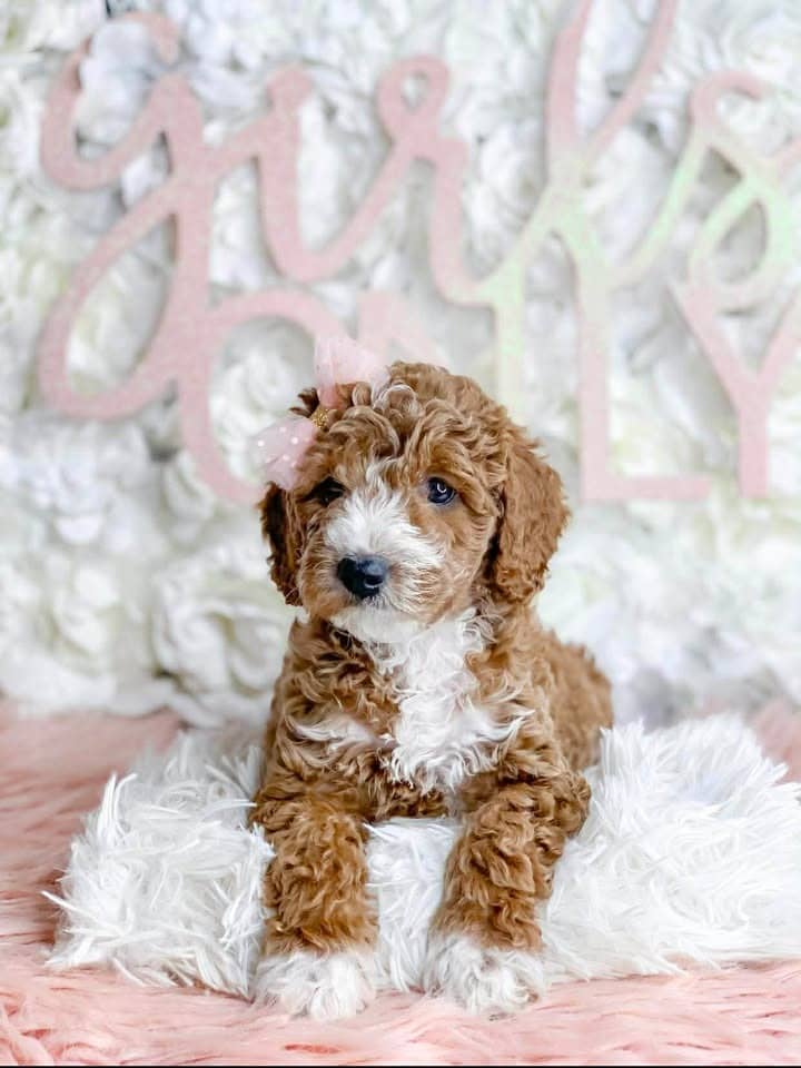 Gorgeous doodle puppy sitting in front of a GIRLS ONLY floral sign