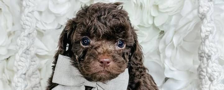 Adorable doodle puppies cuddled up in a bed