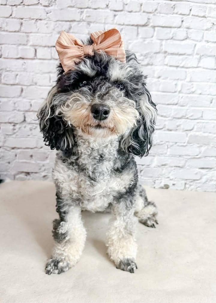 Roxie