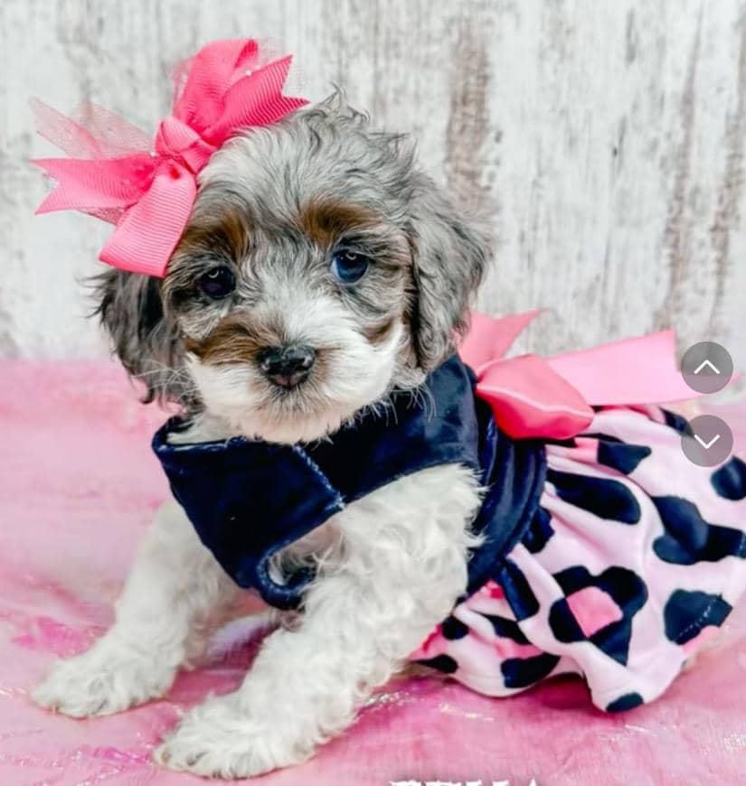Bella - Photo 1