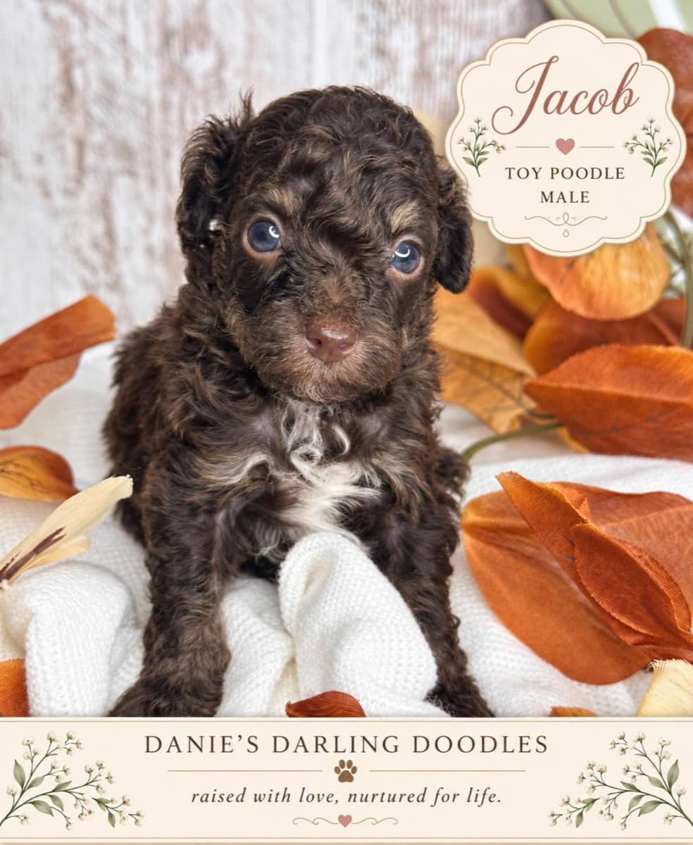 Jacob - Photo 1