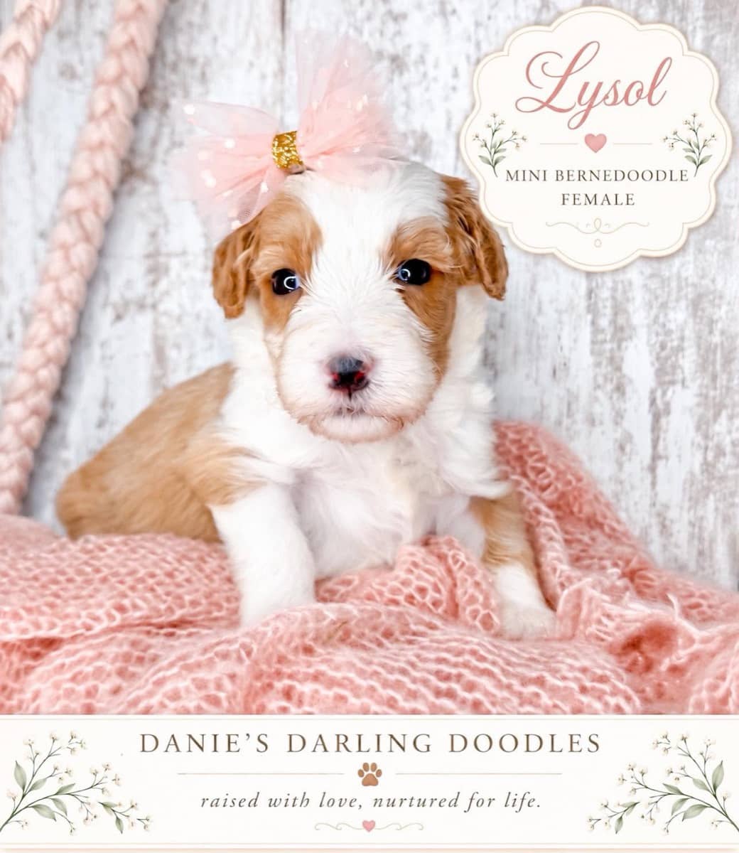 Lysol - Photo 1