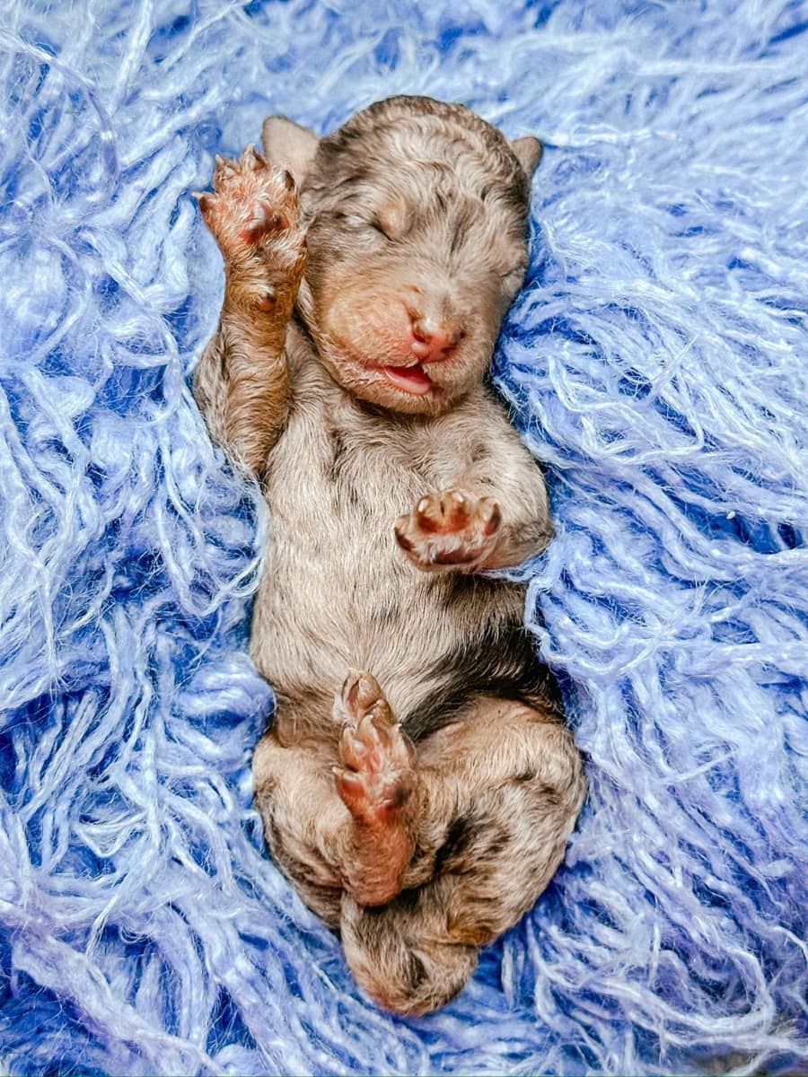 Mufasa - Photo 1