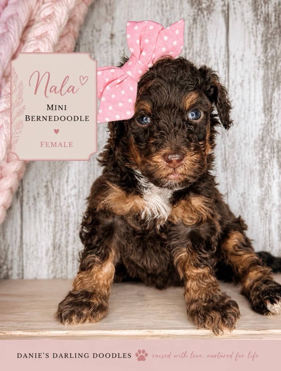 Nala - Photo 1