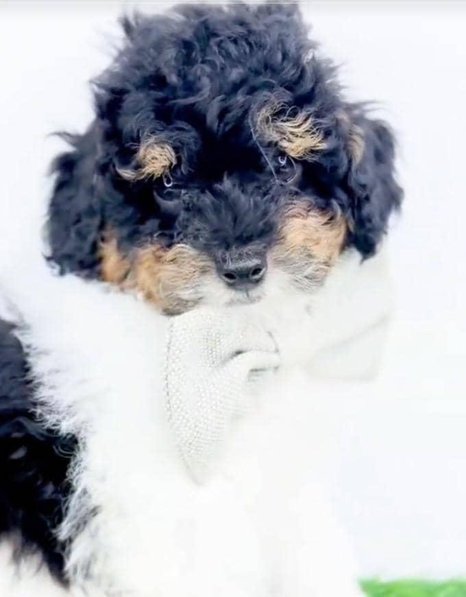 Samson - Photo 1